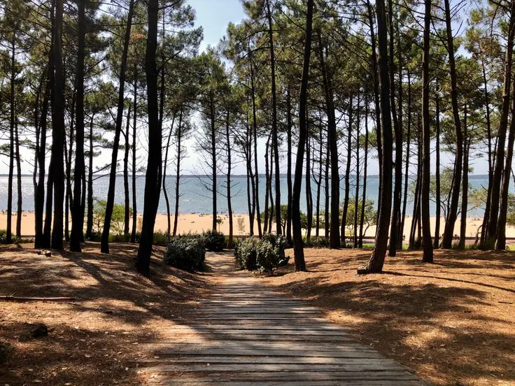 Sentier en bois sous les pins, menant à la plage du Bassin