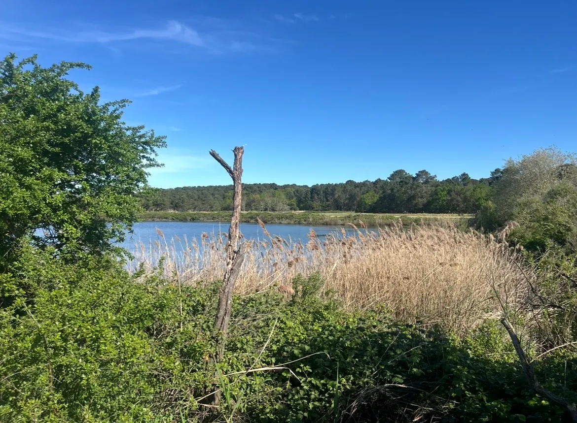 Roselières et pins au bord de l'eau, plage des Quinconces